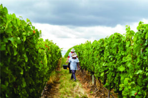 Enoturismo de luxo ganha destaque no Casa de Uco Vineyards & Wine Resort