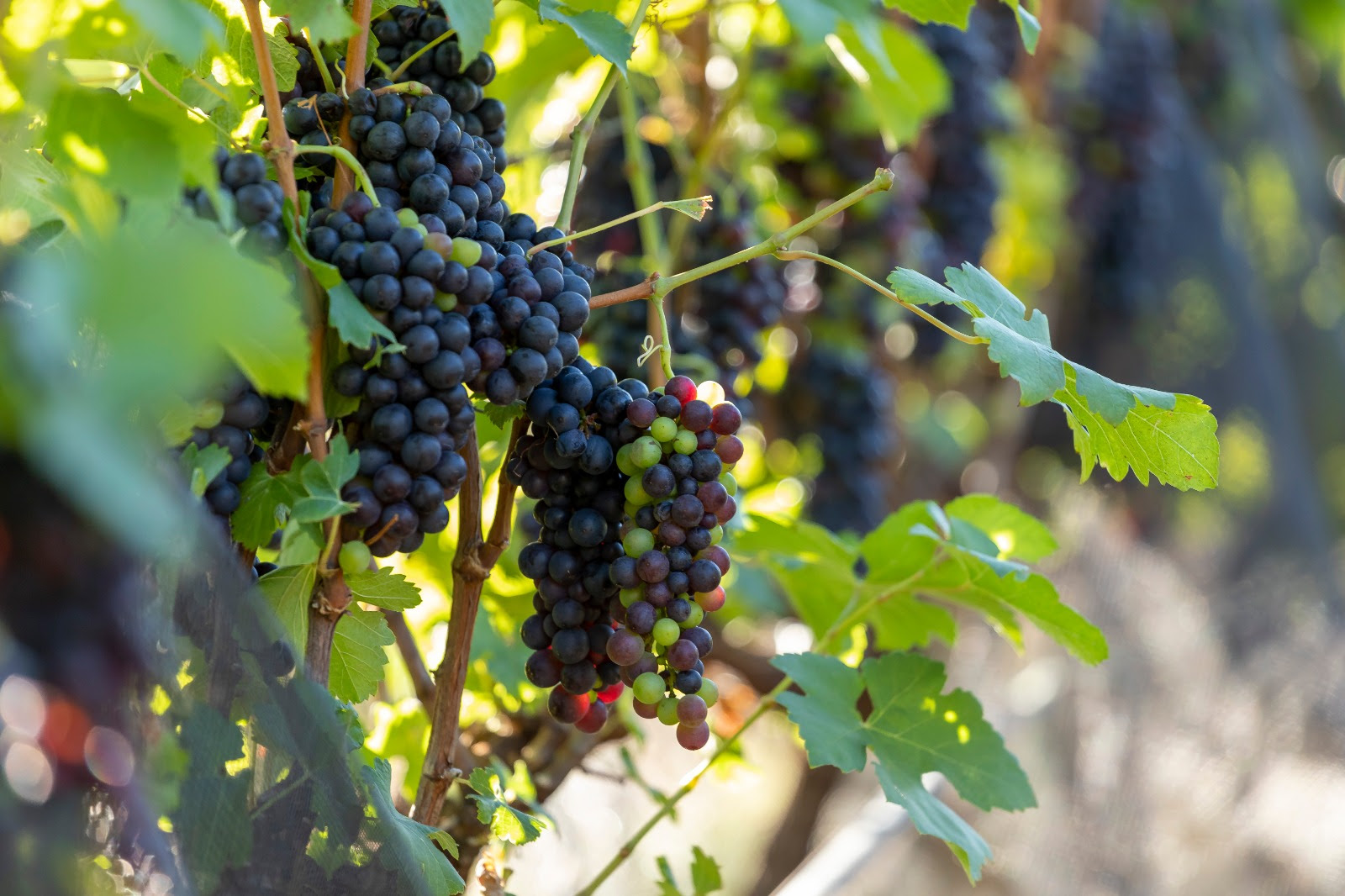 Rotas do Vinho de São Paulo chegam a 87 atrativos, reforçam produção e valorizam experiências Rotas do Vinho de São Paulo chegam a 87 atrativos, reforçam produção e valorizam experiências