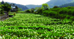 Yangmingshan o parque nacional que mostra o lado natural de Taipei na primavera