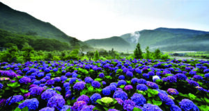 Yangmingshan o parque nacional que mostra o lado natural de Taipei na primavera