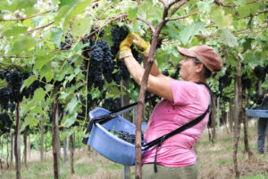 A Vindima 2026 na Vinícola do Ano