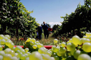 A Vindima 2026 na Vinícola do Ano