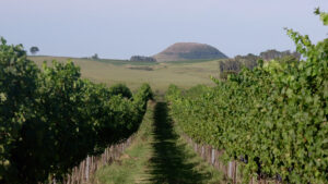 A Vindima 2026 na Vinícola do Ano