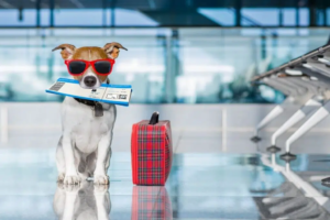 Viagem com pet cresce e acende alerta para custos veterinários no exterior