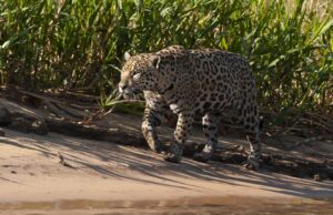Turismo com crianças no Pantanal, diverte e fortalece educação ambiental nas férias de julho