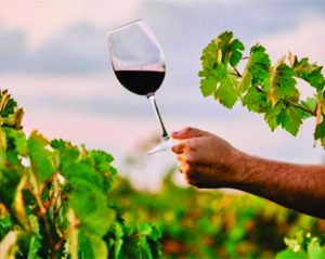 O futuro do vinho ao alcance dos brasileiros no 2º Enomeeting by ConceptWine