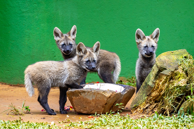 Zoo de São Paulo abre votação nas redes sociais para escolher nomes de filhotes de lobo-guará