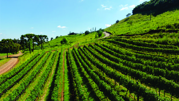 Vinhos de altitude colocam a Serra Catarinense no mapa do enoturismo Vinhos de altitude colocam a Serra Catarinense no mapa do enoturismo