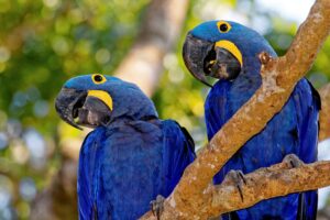 Birdwatching, opção de ecoturismo