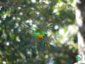 Birdwatching, opção de ecoturismo