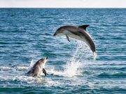 Cientistas pedem em carta aberta o fim do turismo com golfinhos