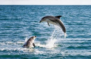 Cientistas pedem em carta aberta o fim do turismo com golfinhos