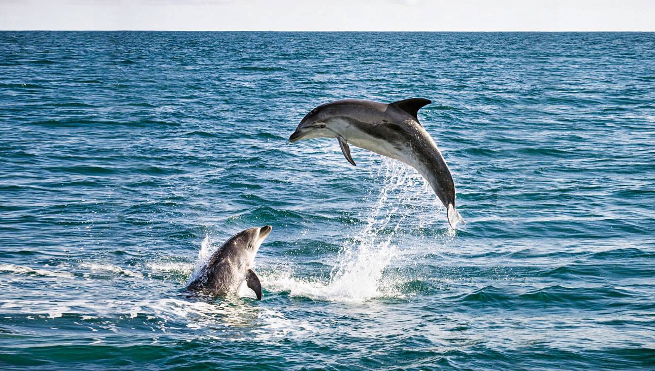 Cientistas pedem em carta aberta o fim do turismo com golfinhos