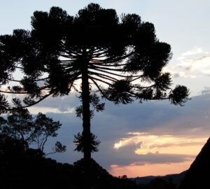 Dez motivos para visitar Monte Verde no inverno