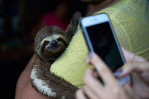 Fim do turismo de entretenimento com animais silvestres pode evitar novas pandemias