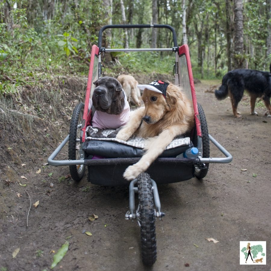 Hotel em Campos do Jordão é o único 100 pet friendly no Brasil