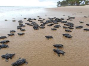 Imbassaí, na Bahia, é ótima opção para viagens em julho com crianças