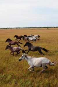 Lavrado é mais um produto turístico de Roraima