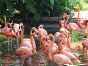 O encantamento das crianças com as aves da Mata Atlântica