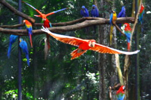 O encantamento das crianças com as aves da Mata Atlântica