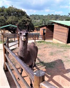 PET ZOO aproxima as crianças aos bichos da fazenda