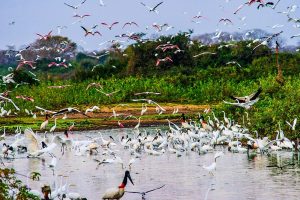 Pantanal será um dos destinos mais procurados em 2021