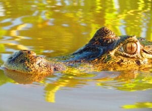 Pantanal... Destino inusitado!