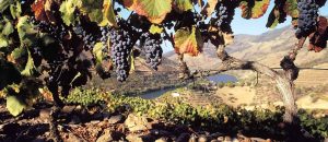 Portugal lança campanha sobre roteiros de vinhos