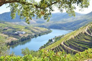 Portugal lança campanha sobre roteiros de vinhos