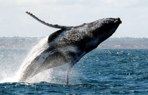 Já imaginou ver baleias jubartes de pertinho, em seu habitat natural, aqui mesmo no Brasil? É possível ver esses enormes e gentis animais da costa da cidade de Prado, na Bahia.