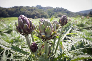 Turismo impulsiona consumo de alcachofras em São Roque