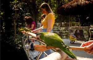 Turistas podem alimentar periquitos no maior viveiro de aves do Brasil