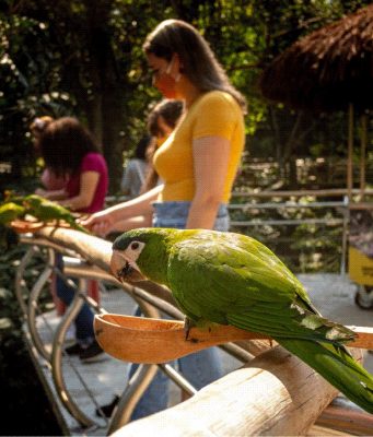 Turistas podem alimentar periquitos no maior viveiro de aves do Brasil