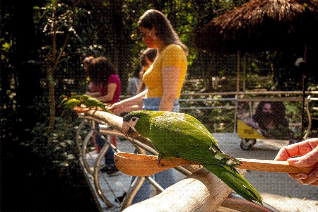 Turistas podem alimentar periquitos no maior viveiro de aves do Brasil
